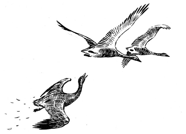 Летящие утки