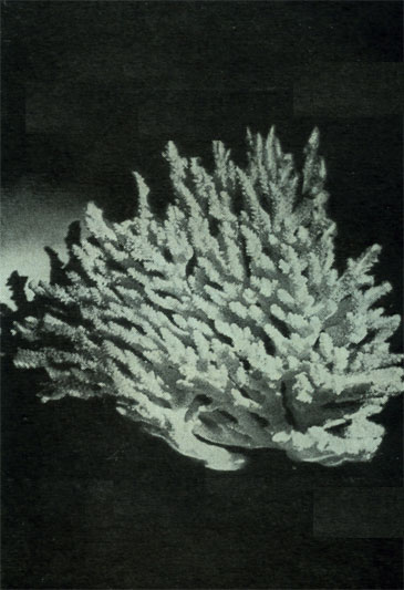 КОРАЛЛ. Эту удивительную дендритную поэму создали лучшие скульпторы современных морей - кораллы. Материалом для постройки послужил углекислый кальций. Некоторые ученые считают, что минерал, слагающий эти ветви, можно назвать конхитом, который свойствен только раковинам; другие говорят, что это арагонит, распространенный и в неживой природе