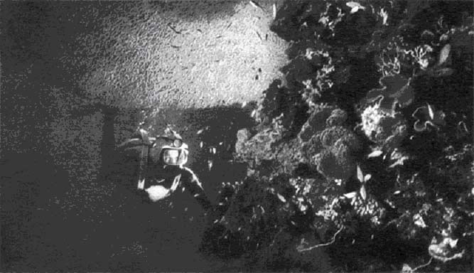 Аквалангист проплывает под акропорой. На переднем плане стена, где многочисленные животные обитают в тесном соседстве с кораллами.