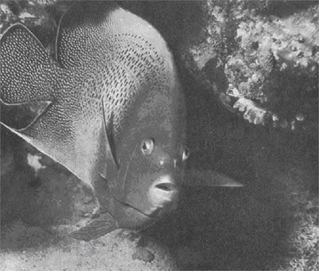  Рыбы-единороги, представители рода Naso, плавают вокруг вееровидного гидрокоралла стилястера. 