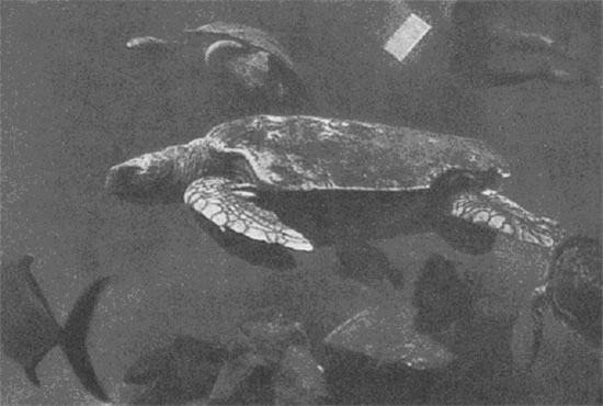 Оказавшись в воде, черепахи с явным равнодушием передвигаются среди рыб. Они ни разу не приняли корм, который предлагали им аквалангисты. 