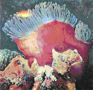 Морские анемоны, или актинии, имеющие чрезвычайно ядовитые щупальца, могут парализовать мелких рыб. 