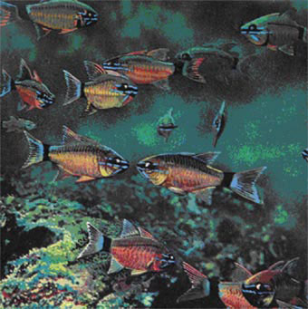  Многие рифовые рыбы живут группами или стаями. Так они. защищаются от хищников, которым не удается застать их врасплох. Эти красивые рыбки называются Ostorhyncus fleurieu. 