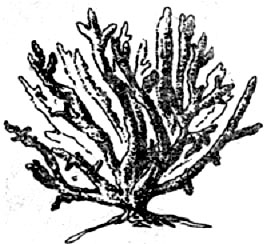  Acropora pharaonis. Мадрепоровый колониальный коралл с хрупкими многочисленными ветвями. Обитает в спокойной воде. 