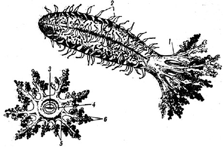 Голотурия Cucumaria planci. 1 - щупальца, 2 - амбулакральные ножки, 3 - ротовая полость, 4-ротовое отверстие, 5 - большие щупальца, 6 - малые щупальца. 