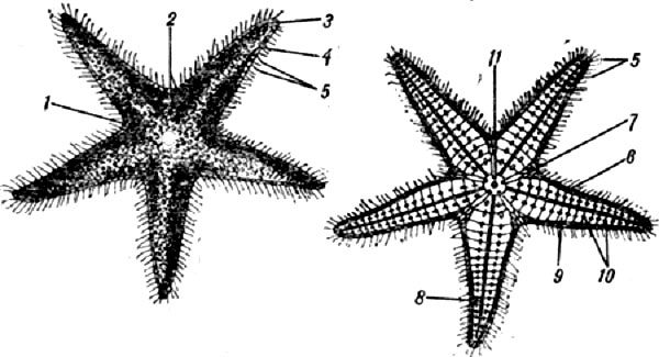 Морская звезда. Слева - верхняя сторона: 1 - гениталъное отверстие, 2 - мадрепоровая пластинка, 3 - глазные пятна, 4 - спинные краевые пластинки, 5 - шипы. Справа - нижняя (ротовая) сторона: 6 - внутренние краевые пластинки, 7 - ротовые пластинки, 8 - амбулакральная борозда, 9 - амбулакральные пластинки, 10 - амбулакральные шипы, 11 - ротовое отверстие. 
