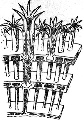  Органчик (Tubipоrа), принадлежащий к классу Anthozoa.