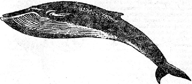 Синий кит - самое крупное млекопитающее. 
