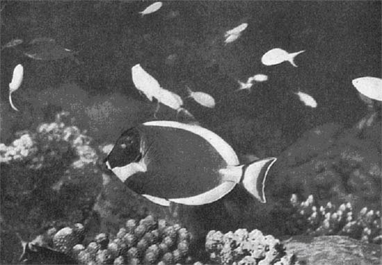 Благодаря острым убирающимся шипам, похожим на скальпель, которыми он может ранить аквалангиста, Acanthurus получил распространенное название 