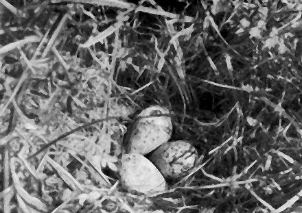 Кулик-травник прячет гнездо в траве