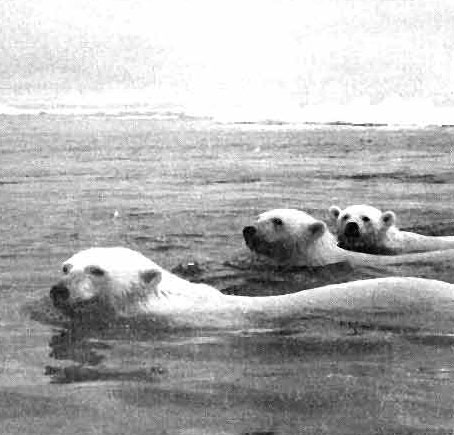 У берегов архипелага можно часто увидеть белых медведей.