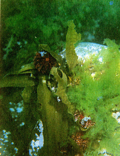 Буйная растительность на подводных каменных утесах Баренцева моря контрастирует со скудной подводной порослью