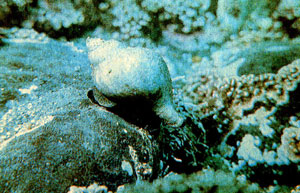 Брюхоногие моллюски нептуниды живут на глубине от 20 до 300 метров. Если нептунида погибает, то ее витой домик достается раку-отшельнику