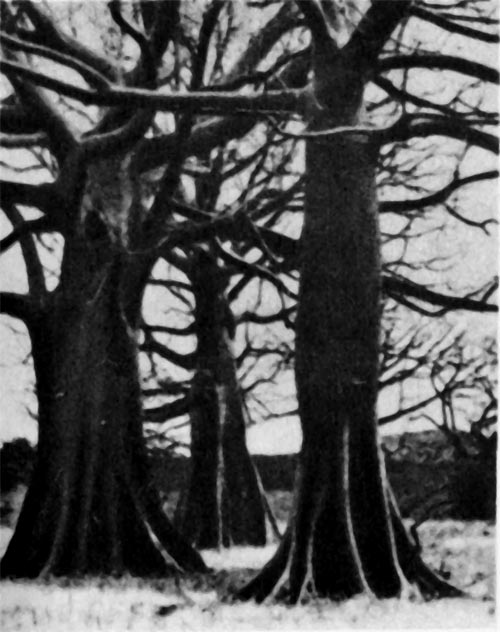 Повсюду в тропиках встречается сеиба - огромное дерево с переплетающимися ветвями Оно дает шелковистые волокна, которыми набивают спасательные пояса и подушки