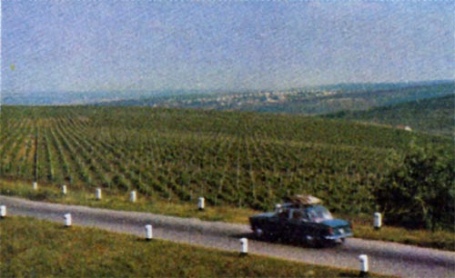 Виноград — одно из богатств Молдавии Недаром янтарные, налитые солнцем виноградные гроздья изображены и на ее гербе Молдавские виноградники