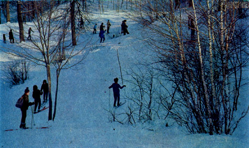 Зимой, в выходные дни многие москвичи отправляются на лыжные прогулки Лыжники в Подмосковье