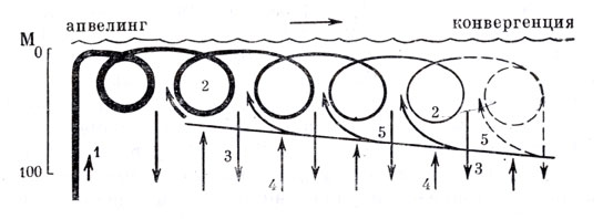 Рис. 5. Схема круговорота биогенных элементов и органического вещества в пелагическом сообществе тропических вод (по М. Е. Виноградову, 1971) 1 - подъем в зоне апвелинга; 2 - многократное использование; 3 - погружение на глубину; 4 - турбулентный подъем; 5 - включение поднявшихся веществ в циклы поверхностного сообщества