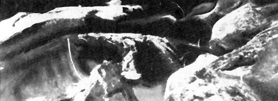 Освободившаяся от лавы вскрытая труба с колонией морских перьев (пеннатул). Северное подножие горы Венера, глубина 2825 метров.