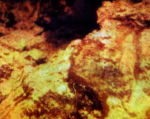 Гидротермальные скопления около эмиссионного отверстия. Здесь в основном расположены оксиды железа. Окраина плато на юге трансформного разлома, глубина 2695 метров.