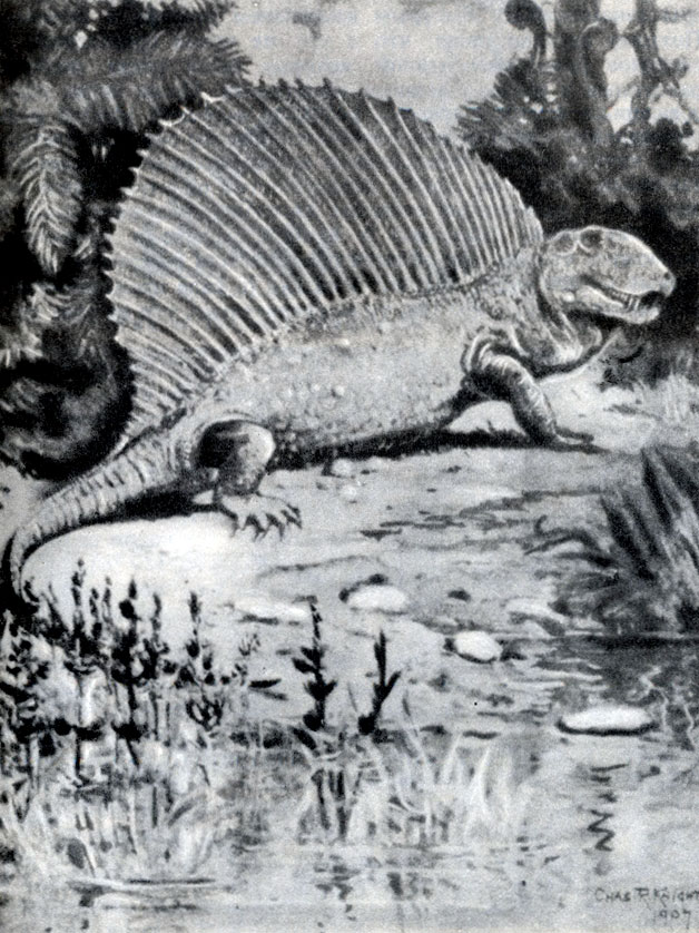  41.  (Dimetrodon),       ,       .    ;   -    . 