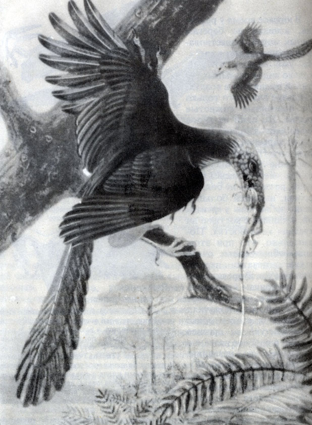  47.  (Archaeopteryx),    ,     ,    .     -  ;  -        . 