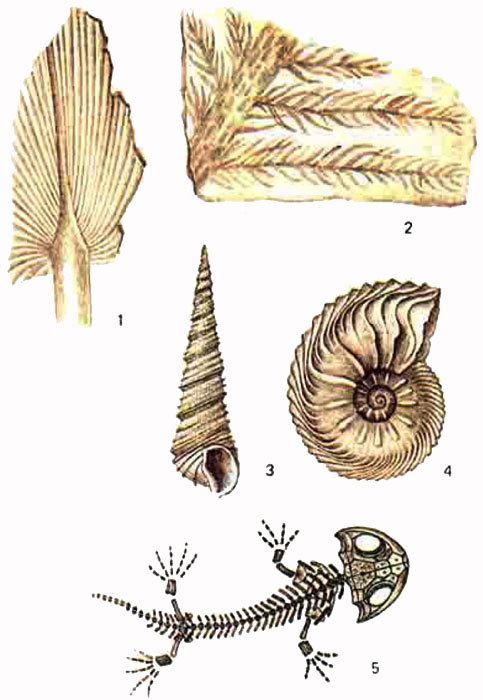 Ископаемые остатки древних организмов: 1 - отпечаток листа пальмы 2 - хвойное растение {Watchia} ; 3 - раковина брюхоногого моллюска 4 - аммонит {Cardioceras cordatum}; 5 - личинка бранхиозавра