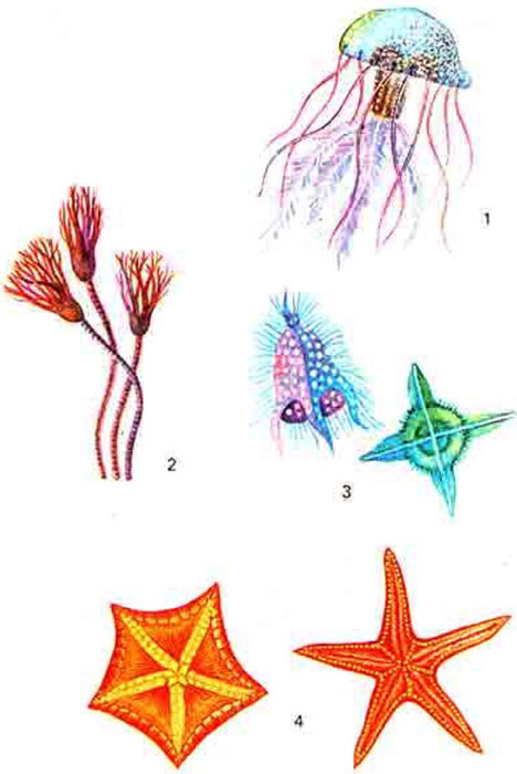 Животный мир криптоэоя: 1 - медуза; 2 - морские лилии; 3- радиолярии; 4 - морские звезды