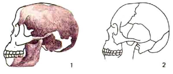 Находка в Пилтдауне: 1 - пилтдаунскан подделка; 2 - череп современного человека