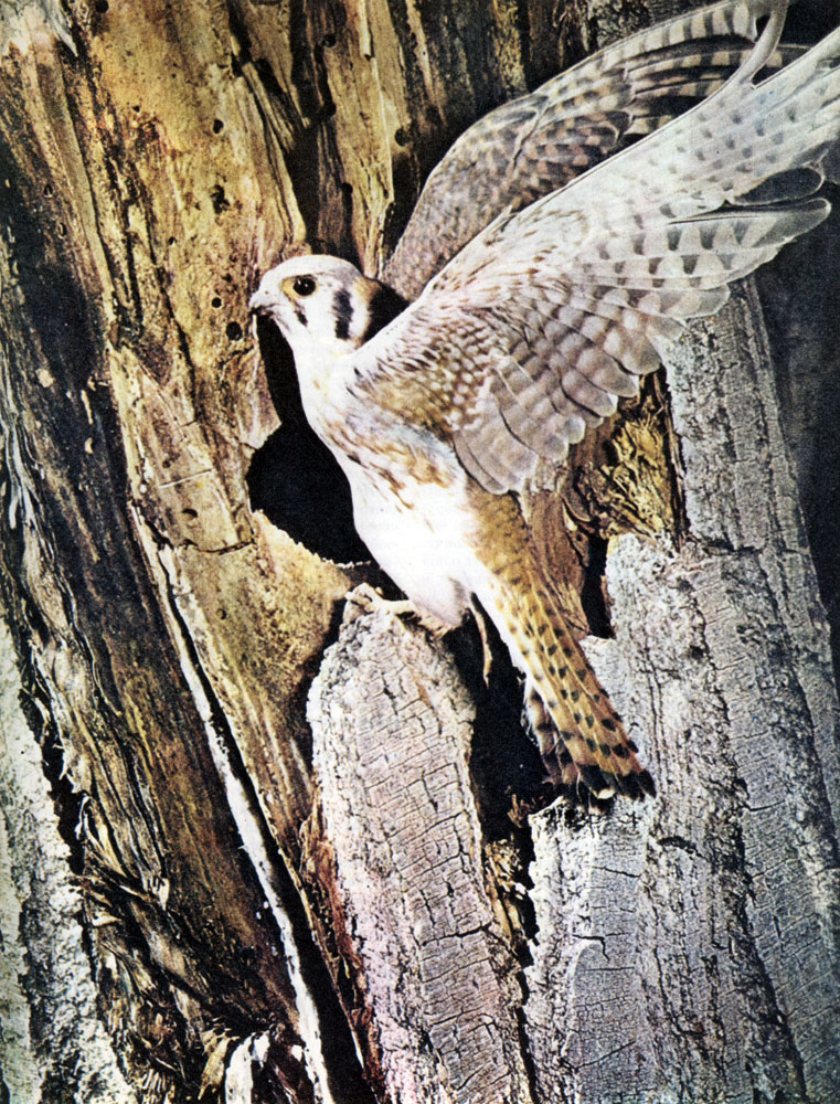   (Falco sparverius),  ,    ,    . 