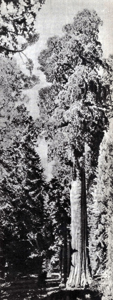 - (Sequoia washingtoniana)  -.     ,       