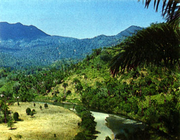 Вечнозеленые тропические дождевые леса. Растения экваториальных лесов