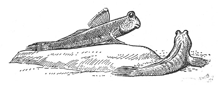   (Periophthalmus gracilis)  .    ,      