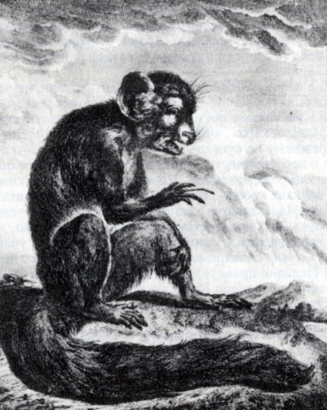 Руконожка ай-ай (Соннера, 1782)