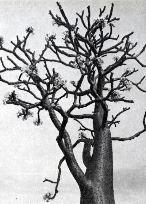 Рис. 2.5. Цветущий Рachypodium rutenbergianum в районе Диего-Суа-реса (Ф. Оберле)