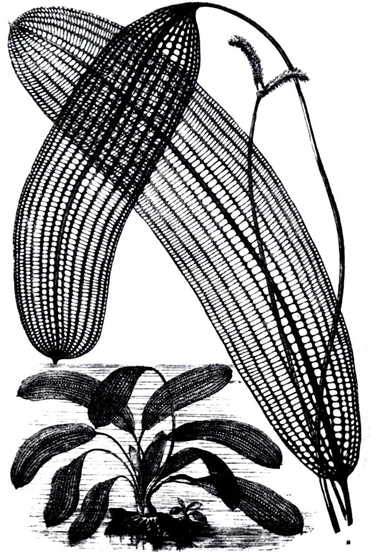 Рис. 2.12. Aponogeton fene-stralis произрастает в реках Восточного уступа (У. Эллис, 1858)