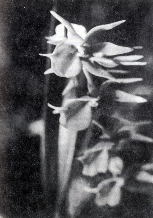 Рис. 2.13. На Мадагаскаре, главным образом в восточных лесах, произрастает более тысячи видов орхидей (Э. Джолли)