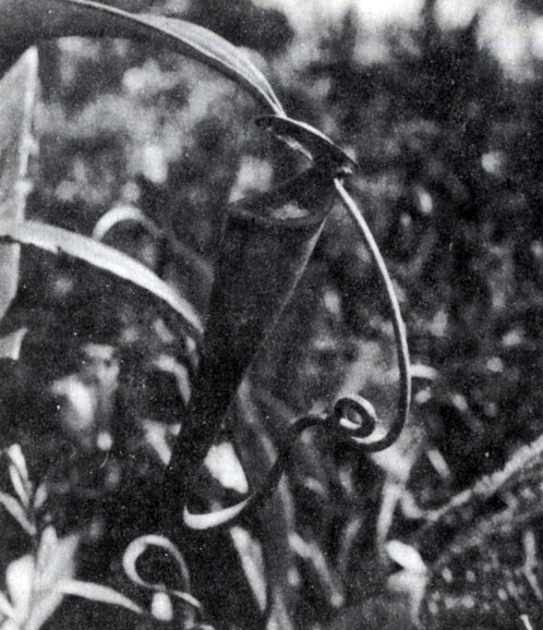 Рис. 2.14. Nepenthes madagascariensis, хищное растение болот юго-восточного побережья (А. Джолли)