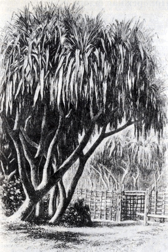Рис. 2.16. Группа панданусов и ограда для скота близ Таматаве (У. Эллис, 1858)