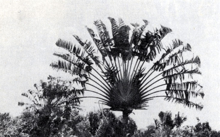 Рис. 2.17. Ravenala madagascariensis, 'дерево путешественников' - символ Мадагаскара (Э. Джолли)