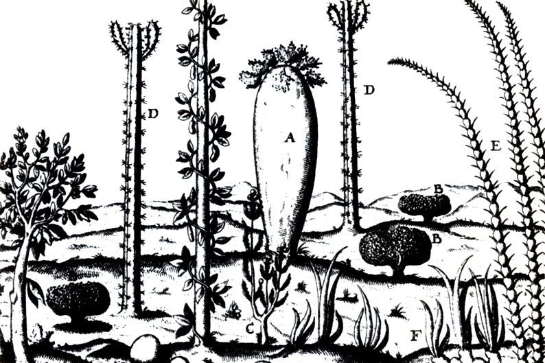 Рис. 3.1. Растения юго-запада (Де Бри, 1601). Л - Dielonix; В -Adansonia; С - Mimosa; D - Pachypodium; E - iDidierea; F - Kalanchoe