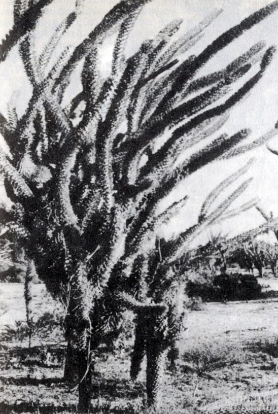 Рис. 3.3. Didierea madagascariensis, или 'осьминоговое дерево' (А. Рабесандратана)
