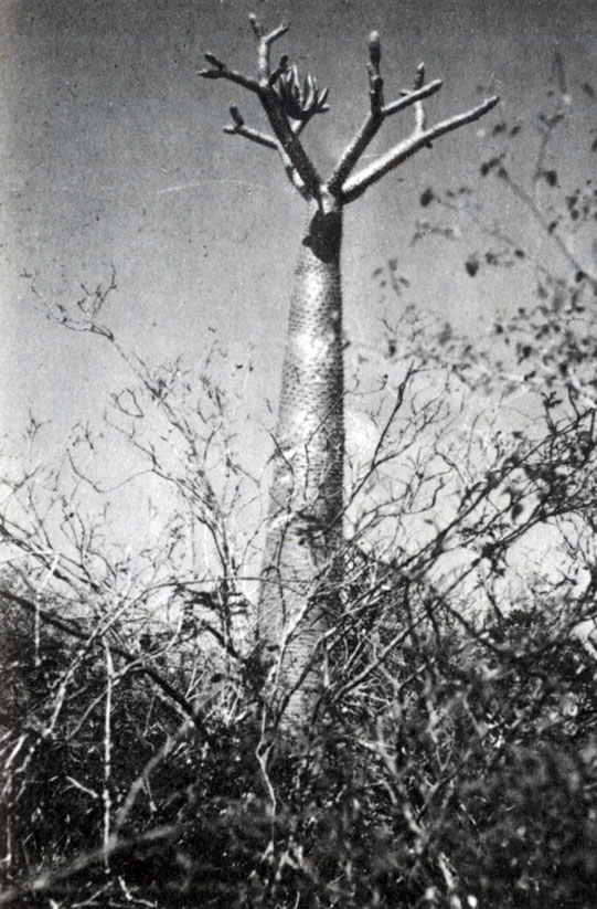 Рис. 3.8. На верхушке длинного прямого ствола Pachypodium geayi располагаются плоды (А. Рабесандратана)
