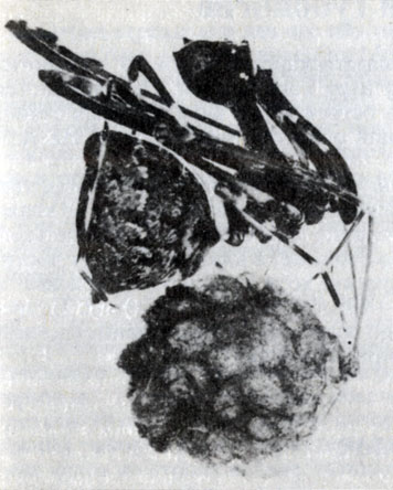 Рис. 4.1. Archaea workmani с коконом. Этот необычный паук имеет длину всего 3,5 мм (Ф. Оберле)
