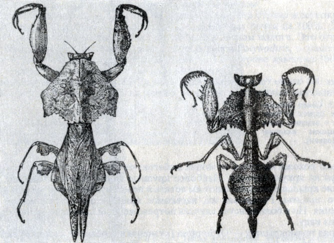 Рис. 4.2. Brancksikia freyi, самка и личинка. Эти богомолы имитируют листья (Р. Полиан)
