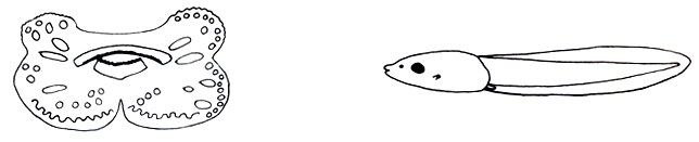 Рис. 5.7, 5.8. Mantidactylus opiparis, головастик, собирающий корм у поверхности воды; ротовой аппарат и вид сбоку (Л. Бломмерс)