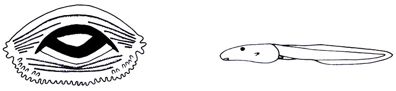 Рис. 5.20, 5.21. Группа М. pulcher, головастик, обитающий в листовых пазухах панданусов; ротовой аппарат и вид сбоку (Л. Бломмерс)