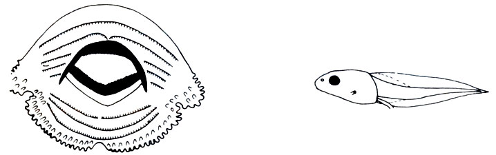 Рис. 5.22, 5.23. Boophis tephraeomystax, головастик стоячих вод; ротовой аппарат и вид сбоку (Л. Бломмерс)