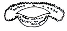 Рис. 5.25. Pseudohemisus, ротовой аппарат головастика (Л. Бломмерс)