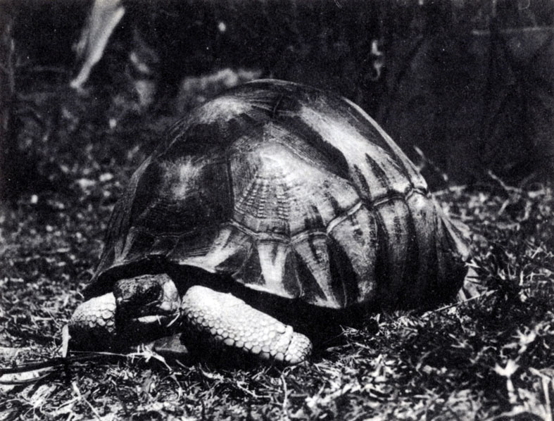 Рис. 6.2. Мадагаскарская лучистая черепаха (Geochelone radiata) (Ф. Оберле)