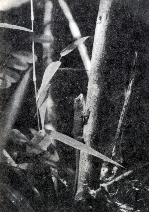 Рис. 6.3. Phelsuma madagascariensis на острове Нуси-Бе (А. Джолли)